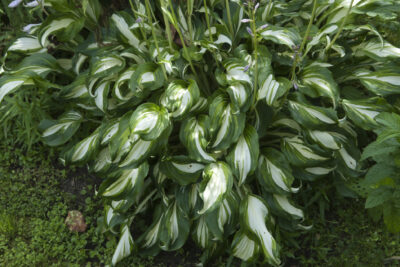 Funkia Hosta HANS