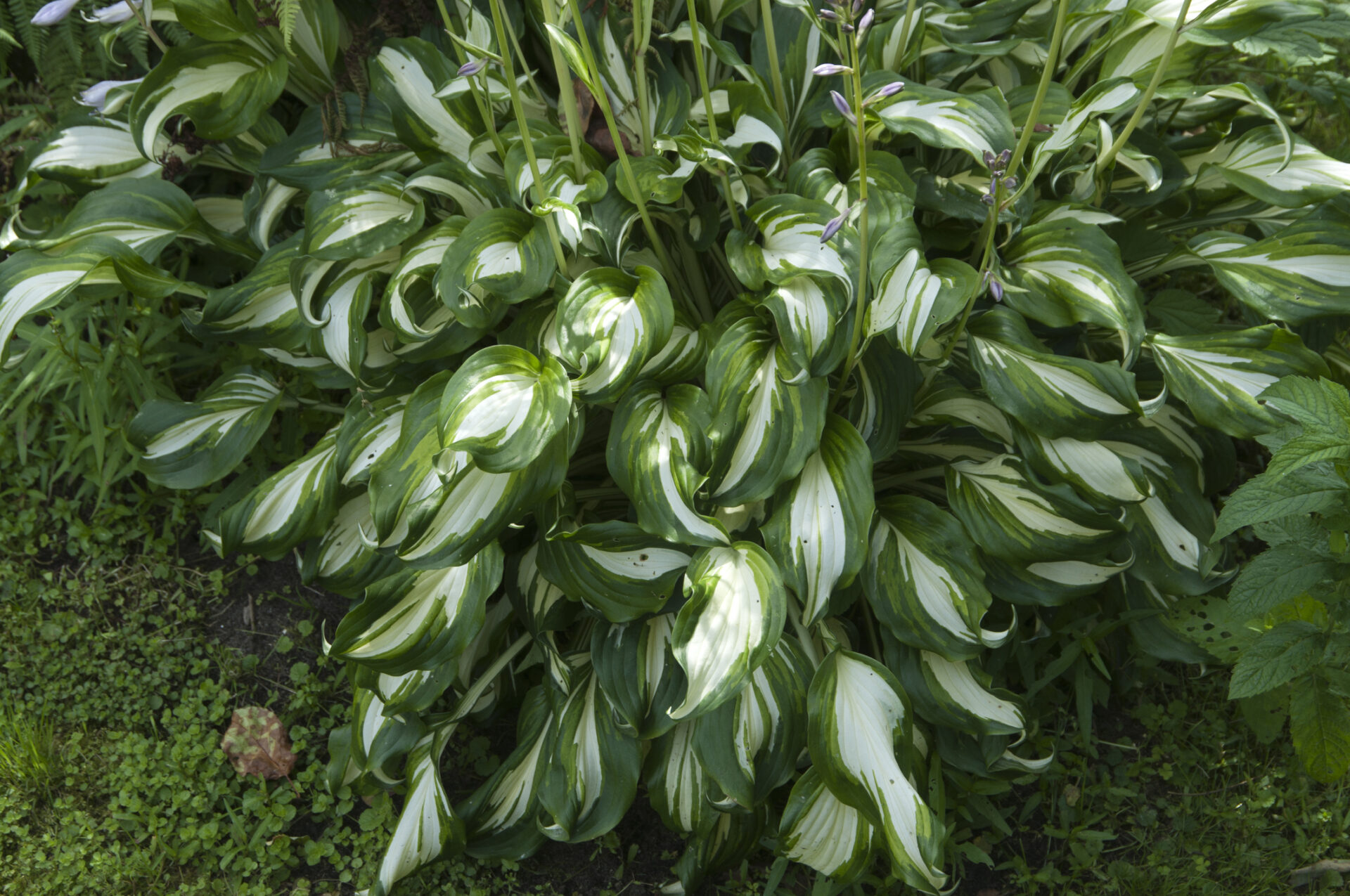 Funkia Hosta HANS