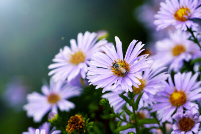 Aster sercolistny LITTLE CARLOW