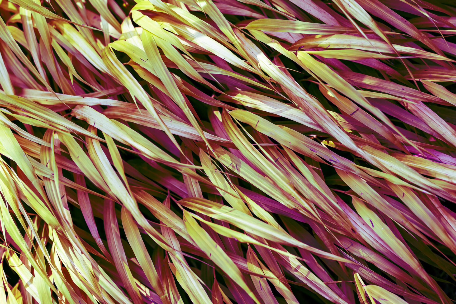 Trawa bambusowa HakonechloaTrawa bambusowa Hakonechloa SUNFLARE - obrazek 2