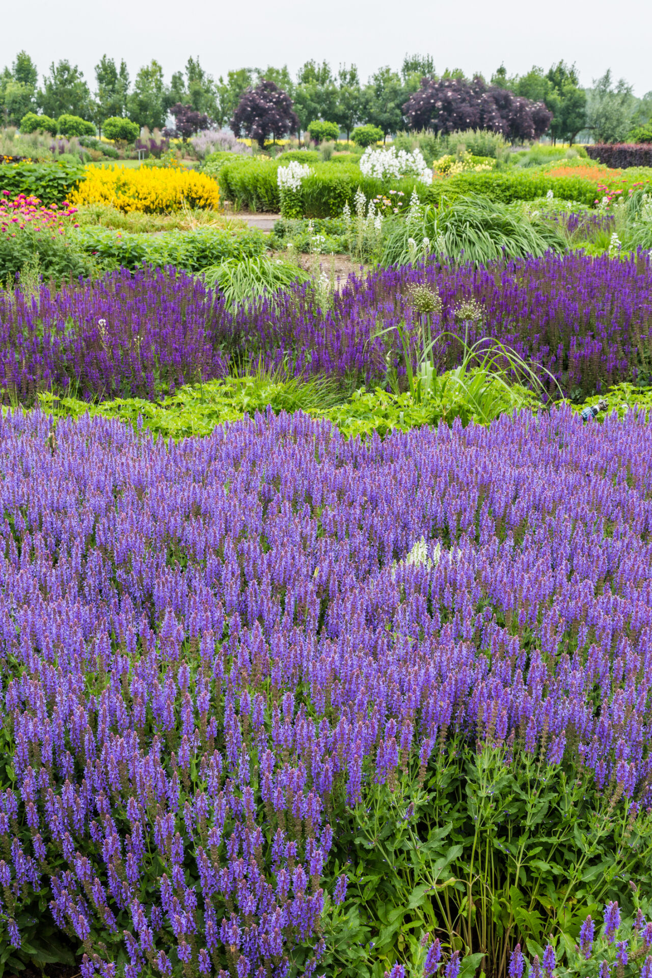 Szałwia omszona SYNCHRO BLUE - obrazek 2