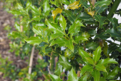 Ostrokrzew MESERVY LITTLE RASCAL