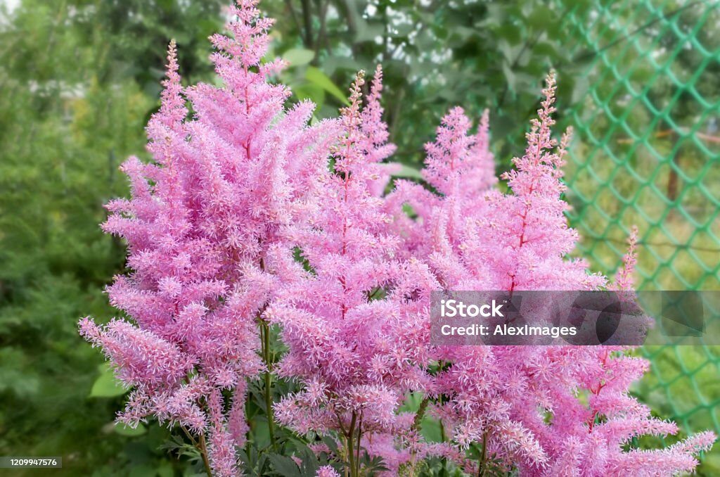 Tawułka DARWIN'S DREAM