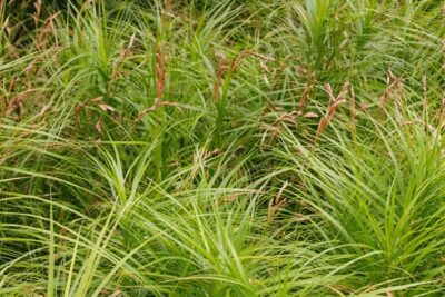 bde7d3525212d566026c0fd740a59ba9