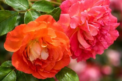 ac2cd66a7ddfd23ac5826f8cc6940fc7