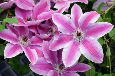 dd2ef505c31a6c09e91c66b015bc5010