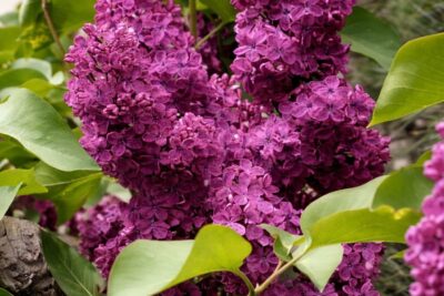 eb9521019953452b7c1c5c840cf7440e