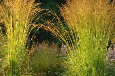 17f584b2c7767ae1e76affa598d2c2a1