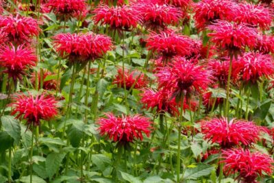 9520e82205b1cf17ed53fe454a85abae