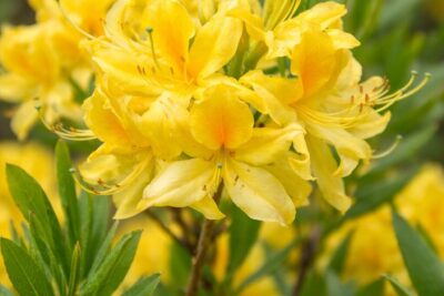 52fe7829192cc68447b302503896d223