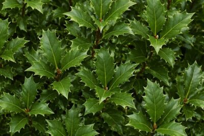 bef63185e958055851e99dd0cd80c475