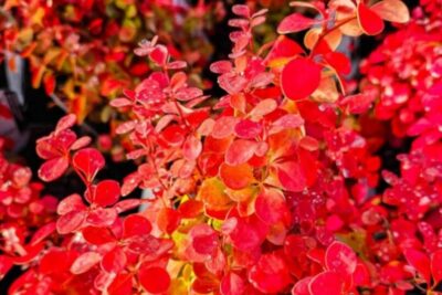 8c374a3d028e2f083f65d7c10a299326