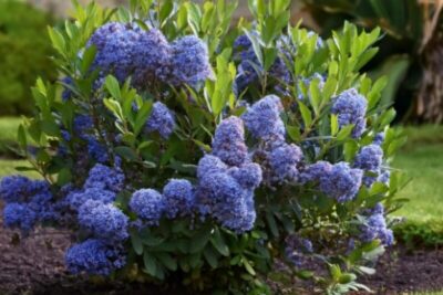 0911c466014a08ed9e88cf71ef737e43