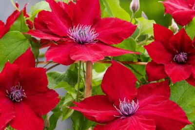 c7b1bdaa5ca828cce7a06f1bc87f8de6