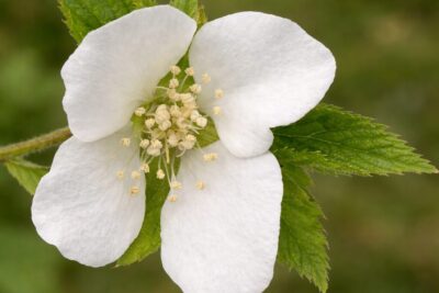 b064691ae4c016b64c0840b23a255292