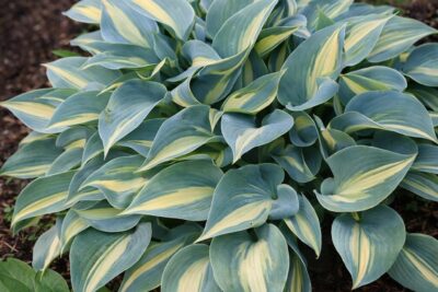 67d09dd6f8bc19ff87b8a3db3bc19a27