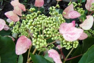 fbd98f097ee251c503246eceaf685a94