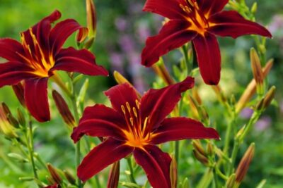 bf19809f512a87b404c0fb017e8d14da