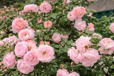 c950378dc01c5a0c4729dd8e50a74203