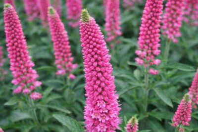 894080f1292e841bbd4d1532dfd2d251