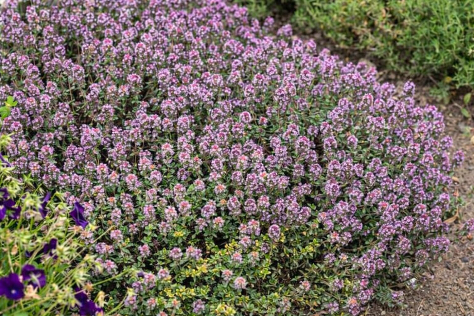 8fadec7f936e9dd65c65794dd4edc816