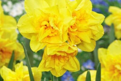 c3cd7b1fe00ba2cd12ae5ddf32f4bc87