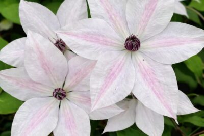 256c6428e47a4a4f581482a4fefed94f