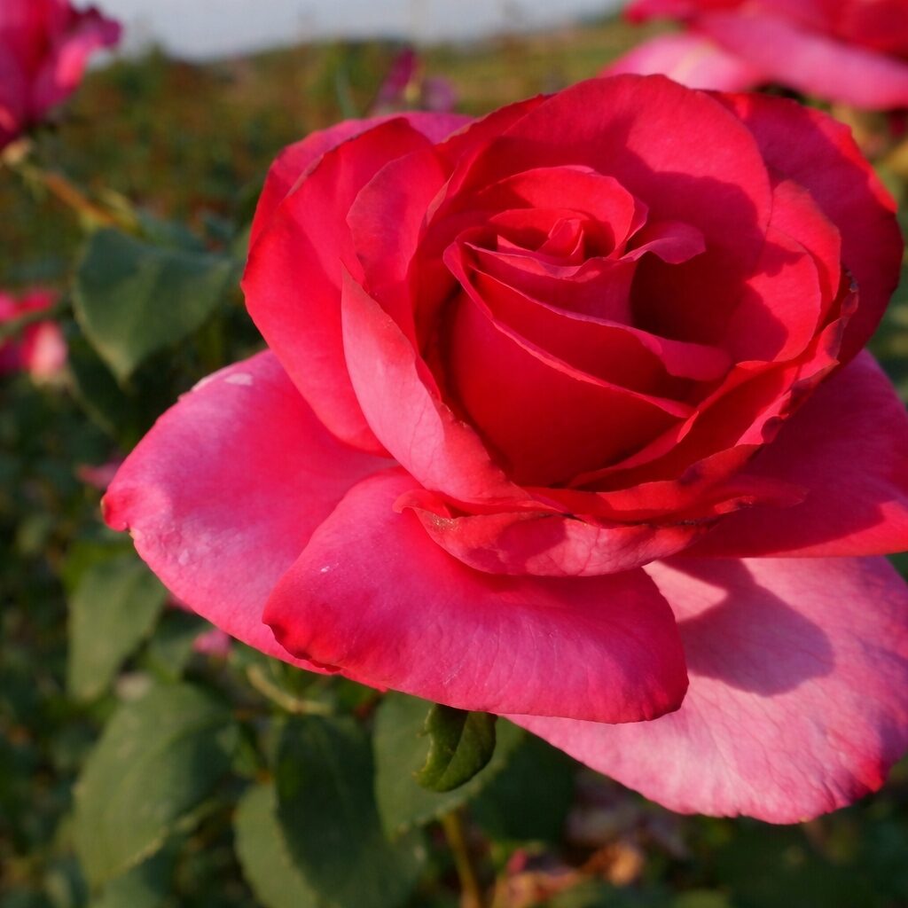 098039d6586ab89fc0cd0369eb903baf