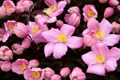 38ce666cb2a3858cb0f2d5fe34d53fab