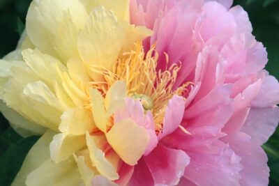 a10453ae4992934ac56699c5b4811969