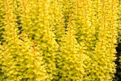 a4b995529a2642bbbae51e5b359cad92