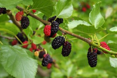 92993e19238f0fb6da4d236677478bb9