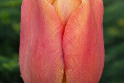 09028da5eb11c85cf46416f8c70b5f4e