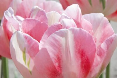 07428ae9aba49aacd4b026919d94046b