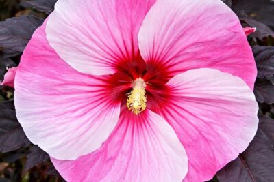 b1d8b12d9cdb7f711ddcc75078577133