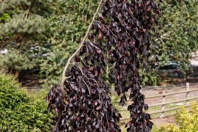 0b54018ff412bca7ee9b7b4bec11fca9