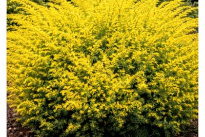 99601d152bc69f8c7f9159642fa39156