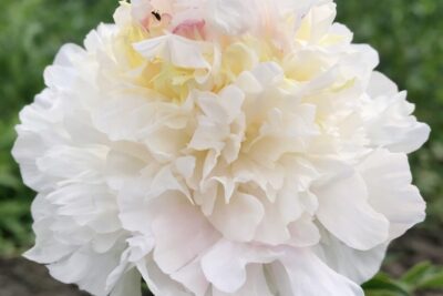 c34c26f705ed4dba5dc172a1b987f1c8