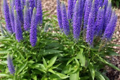 aff76e0522db7a3048c3c8e73c31d66f