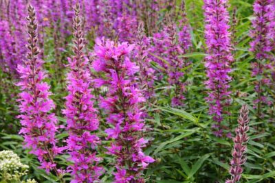 2eab6748ab45444cbdc0b4fa3d4797db