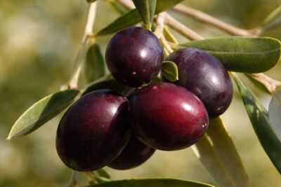 626f0566fd87bf78b3e04955e3c9be57