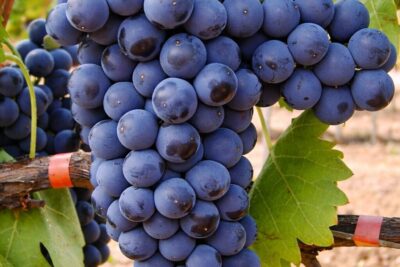 4cf1951b685e14fd51f6b49b54b23904