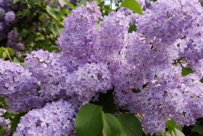 74995c371772bd58655d54d3bdbad8ea