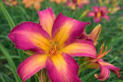 3a72ccdbc80277407cfba7c7c39ad492