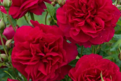 04aa7b38a0e421c49d2443f457fd03f4