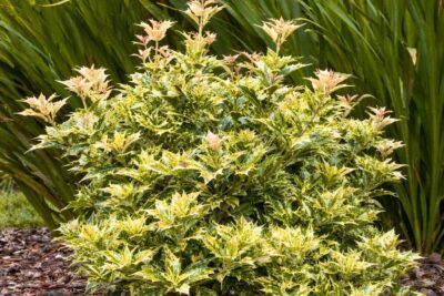 f333fd30f9ac7828cae0946d690e78b1