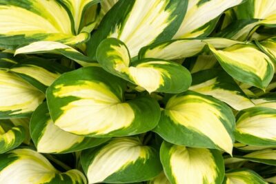 121fe44fce302c72edb45fb31a3cf9d6