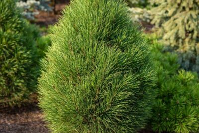 a894c3a0e904134f65a82d65cd0d90e9