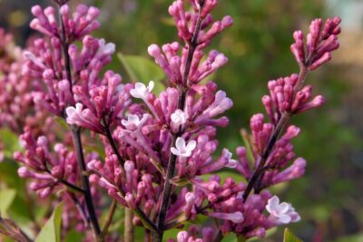 9a7ca10f406f51ddc2e86cc35ade17e4