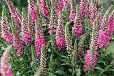 e9553c1d36d0a058125ac846663a52ca